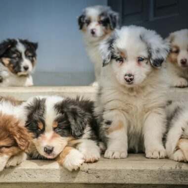 Interactive Dog Toys: How Enrichment Reduces Boredom and Destructive Behavior