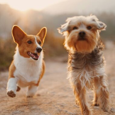 Best Dog Toys for Power Chewers: 9 Durable Picks + Safety Tips